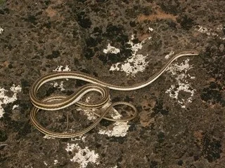 UN SERPENT RARE OBSERVÉ POUR LA PREMIÈRE FOIS EN 150 ANS EN INDE, QUE SAIT-ON DE CE REPTILE ?