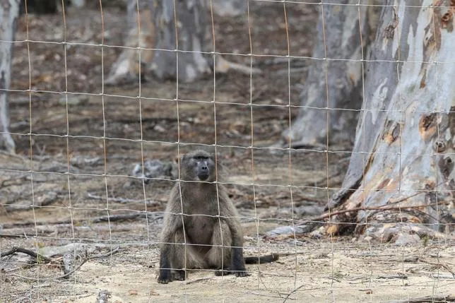 AFRIQUE DU SUD : AU CAP, LA GUERRE DES BABOUINS EST DÉCLARÉE