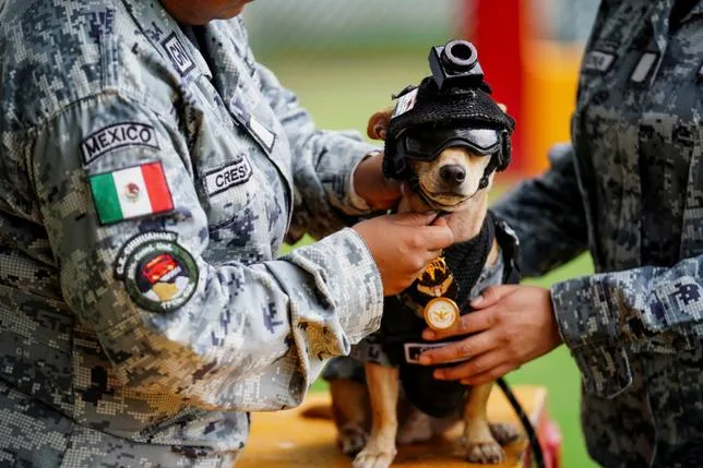 LE CHIHUAHUA COMANDO, NOUVELLE RECRUE VEDETTE DE LA GARDE NATIONALE MEXICAINE