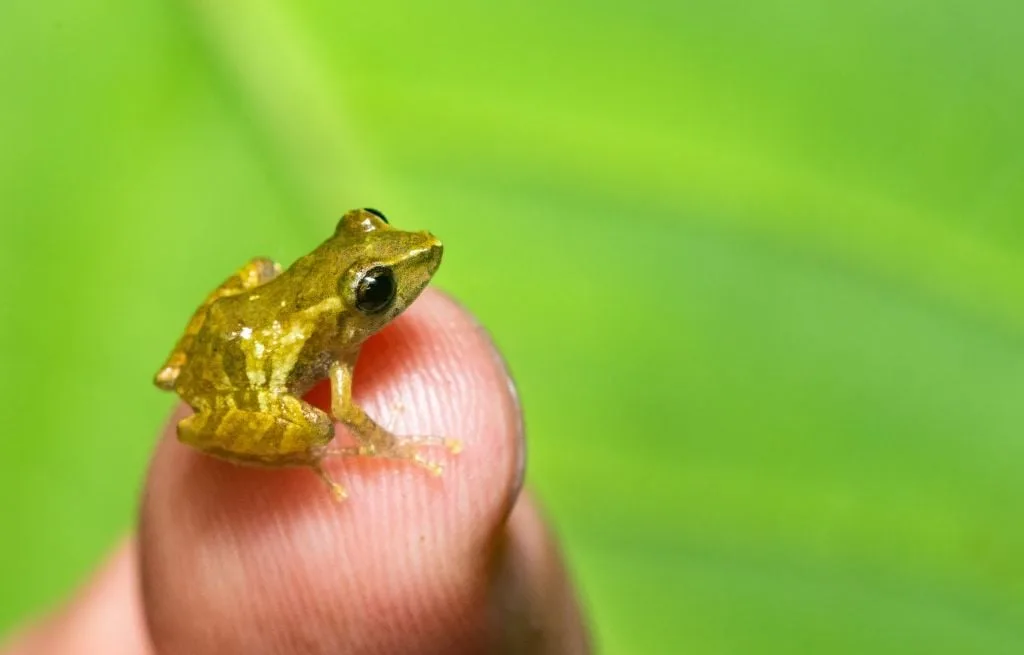 EQUATEUR : LA DÉCOUVERTE « DÉCONCERTANTE » D’UNE NOUVELLE ESPÈCE DE GRENOUILLE MINUSCULE