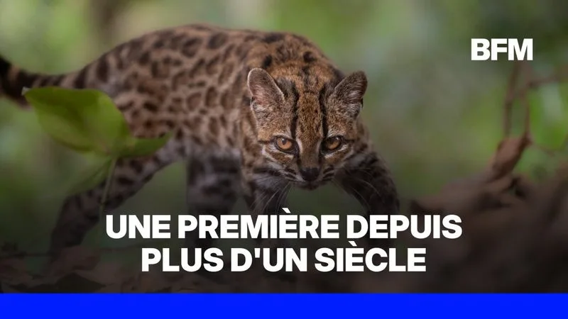 UNE ESPÈCE DE FÉLIN SAUVAGE, LE TILCAYO, A ÉTÉ DÉCOUVERTE EN BOLIVIE, UNE PREMIÈRE EN UN SIÈCLE