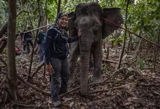 COMMENT CETTE FEMME EST DEVENUE LA « GARDIENNE » DES DERNIERS ÉLÉPHANTS SAUVAGES DE BORNÉO