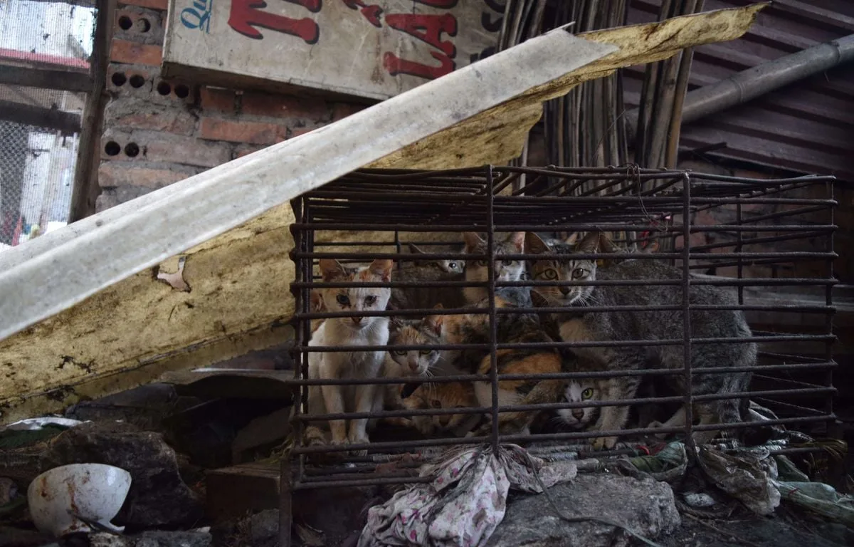 VIETNAM : ILS ONT VOLÉ DES MILLIERS DE CHATS DANS LES BEAUX QUARTIERS POUR LES VENDRE À DES RESTAURANTS
