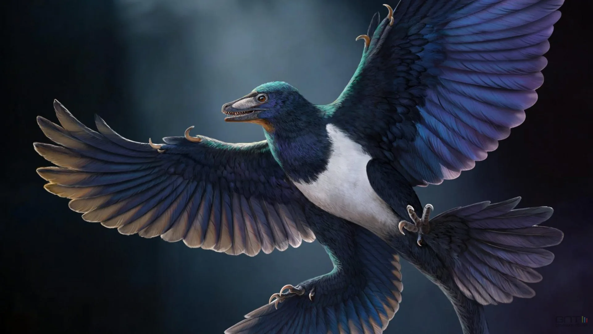 CHINE : DÉCOUVERTE D’UNE NOUVELLE ESPÈCE DE DINOSAURE À PLUMES