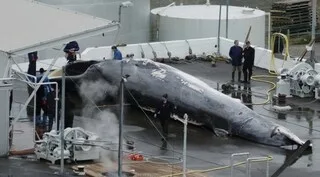 LA CHASSE À LA BALEINE BIENTÔT INTERDITE EN ISLANDE ? UN PROJET DE LOI EST EN PRÉPARATION POUR 2027