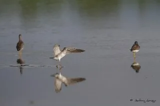 TROIS NOUVELLES ESPÈCES D’OISEAUX DÉFINITIVEMENT PROTÉGÉES EN GUADELOUPE