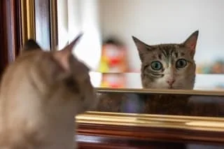 QUELS SONT LES ANIMAUX CAPABLES DE RECONNAÎTRE LEUR REFLET DANS UN MIROIR ?