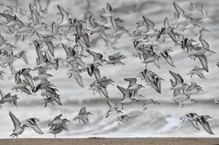 CLIMAT. COMMENT L’HOMME PERTURBE LE PARCOURS MIGRATOIRE DES OISEAUX