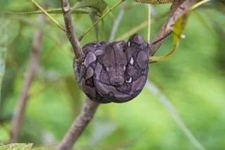 DANS CE PAYS, DES PYTHONS ENVAHISSEURS GRIMPENT AUX ARBRES ET ON SAIT ENFIN POURQUOI
