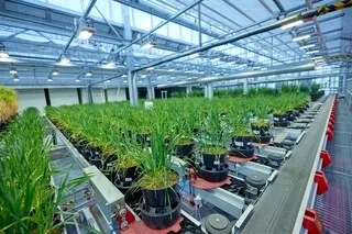 PLANTES, ANIMAUX, SOLS… LE STRESS HYDRIQUE STIMULE L’INNOVATION DU GROUPE ROULLIER