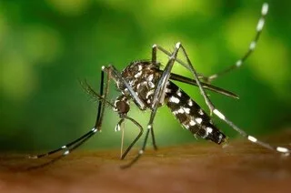 UN CAS DE DENGUE DÉTECTÉ EN PAYS DE LA LOIRE : UN INSECTICIDE VA ÊTRE PULVÉRISÉ DANS UN QUARTIER DE CETTE PETITE COMMUNE