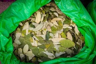 INFO OUEST-FRANCE. À ROISSY, LES DOUANIERS INTERCEPTENT DEUX VOYAGEURS AVEC 61 KG DE FEUILLES DE COCA DANS LEURS BAGAGES