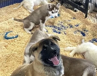 À LA SUITE D’UNE ENQUÊTE MENÉE SUR LES SALONS DU CHIOT, LA FONDATION 30 MILLIONS D’AMIS EN DEMANDE L’INTERDICTION
