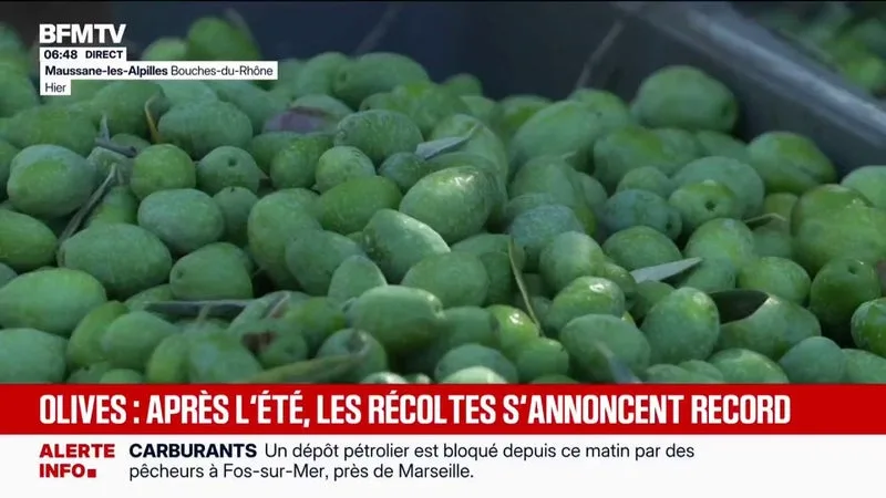 APRÈS DE NOMBREUSES VAGUES DE CHALEUR, LES PRODUCTEURS D’OLIVES ENTAMENT UNE TRÈS BONNE RÉCOLTE
