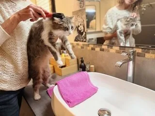 VRAI OU FAUX. CHATS ET CHIENS, TOUS DANS LE MÊME BAIN ? TESTEZ VOS CONNAISSANCES SUR L’HYGIÈNE DES ANIMAUX DE COMPAGNIE