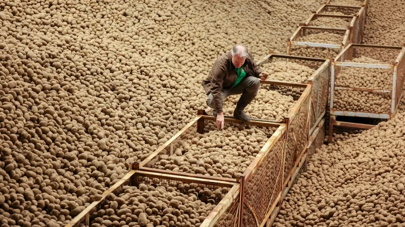 L’AN DERNIER IL Y AVAIT TELLEMENT DE POMMES DE TERRE QUE LES AGRICULTEURS DEVAIENT LES JETER, CETTE ANNÉE LA RÉCOLTE RISQUE D’ÊTRE LA PLUS FAIBLE JAMAIS ENREGISTRÉE EN EUROPE