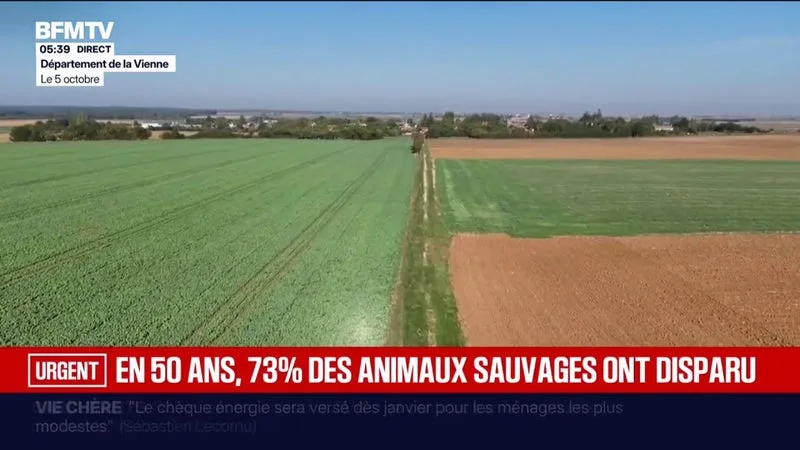 L’OUTARDES CANEPETIÈRES, UNE ESPÈCE D’OISEAU PROCHE DE L’EXTINCTION EN FRANCE