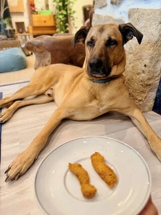 ET SI VOUS PASSIEZ AUX FRIANDISES FAITES MAISON POUR VOTRE CHIEN ? VOICI TROIS IDÉES DE RECETTES FACILES À CUISINER