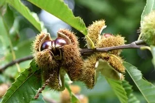 C’EST LA SAISON DES CHÂTAIGNES : ATTENTION À NE PAS LES CONFONDRE AVEC DES MARRONS LORS DE LA CUEILLETTE