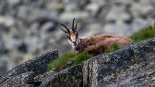 « J’AI VU UN TRUC FONCER DROIT SUR MOI » : UNE JOGGEUSE ATTAQUÉE ET ENCORNÉE PAR UN CHAMOIS À BESANÇON