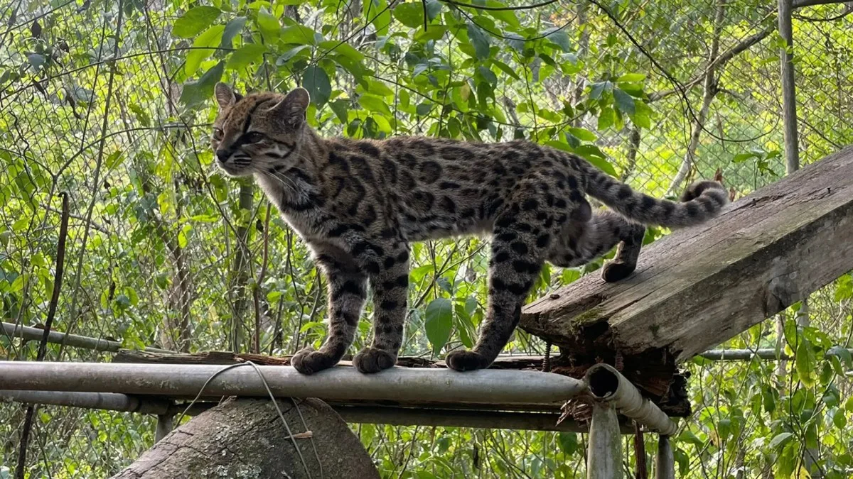 UN NOUVEAU CHAT SAUVAGE IDENTIFIÉ EN BOLIVIE, UNE PREMIÈRE DEPUIS UN SIÈCLE