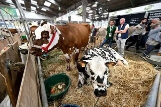 REPORTAGE. AU SALON DE L’ÉLEVAGE, LES AGRICULTEURS RÉFLÉCHISSENT À L’AVENIR, ENCORE SONNÉS PAR L’ÉTÉ CANICULAIRE