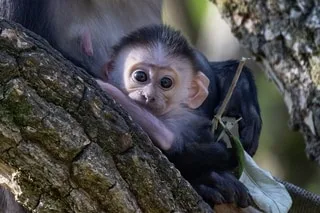 « C’EST RARE ET PRÉCIEUX » : UN MANGABEY À COLLIER BLANC, ESPÈCE EN DANGER, EST NÉ AUX TERRES DE NATAÉ, PRÈS DE LORIENT
