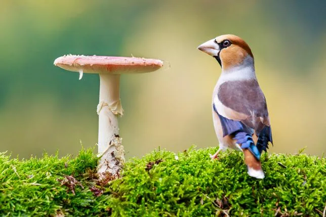 L’ENVOL DE MERLIN, CE CHOUETTE “SHAZAM DES OISEAUX”
