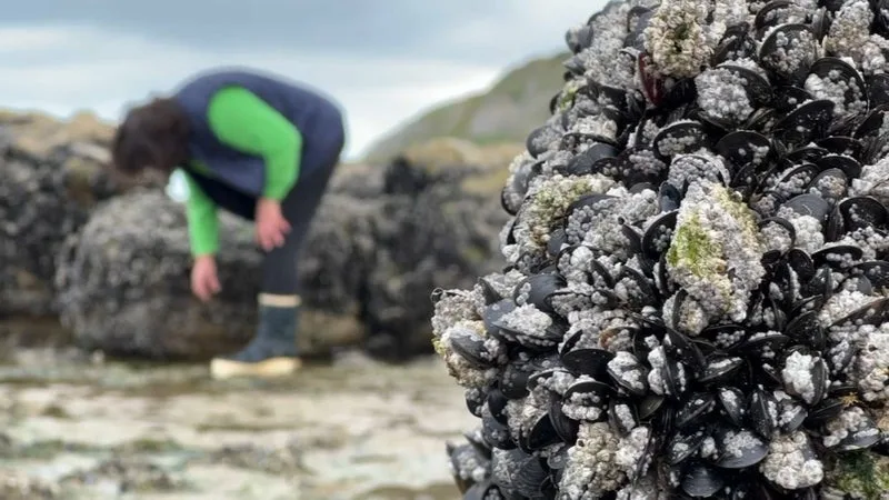 « NOUS AVONS BEAUCOUP DE PETITES MOULES QUI NE SONT PAS VENDABLES »: APRÈS UN ÉTÉ SEC ET BRÛLANT, LA MOULE FRANÇAISE EN SOUFFRANCE