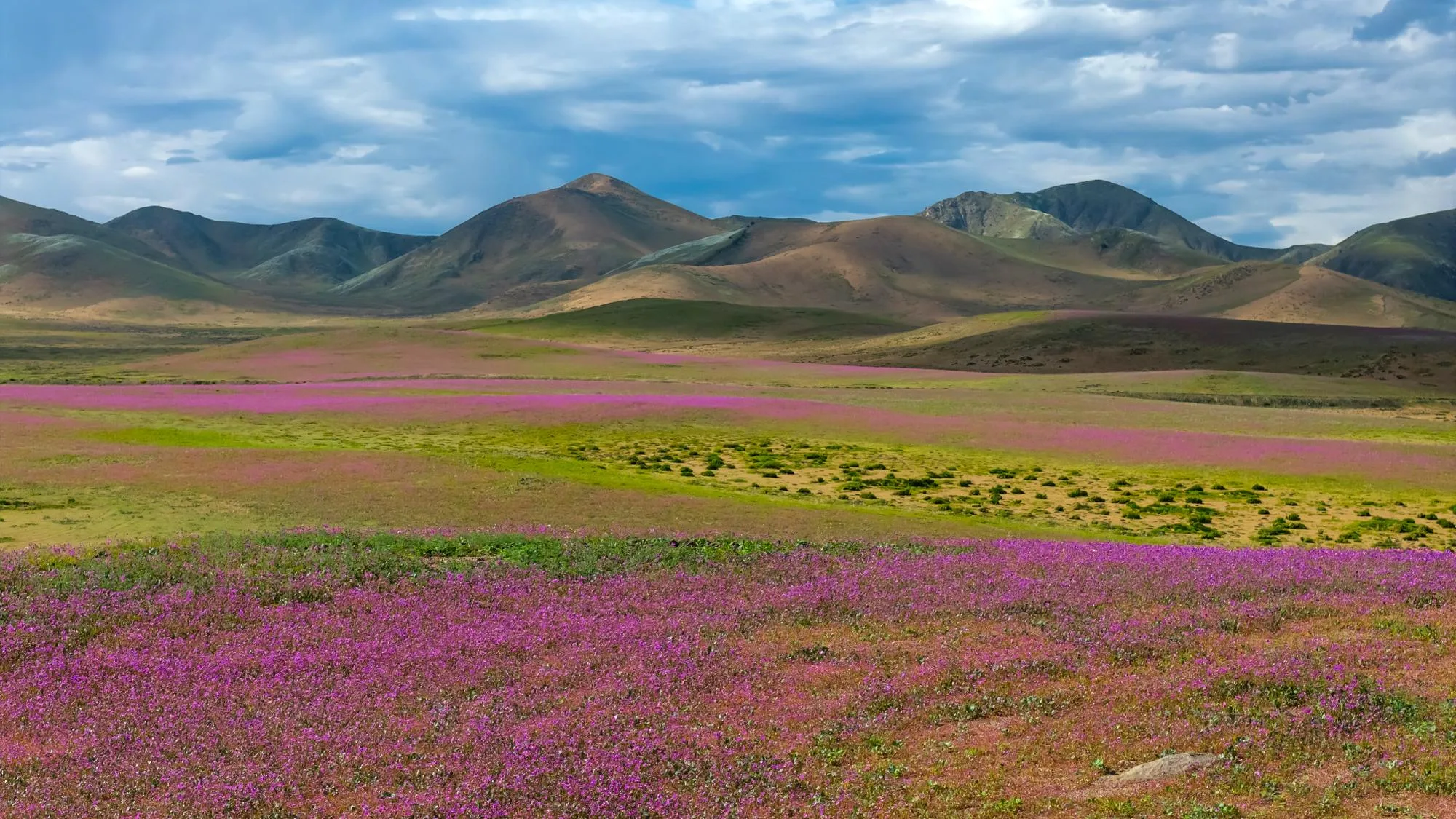 SOUS L’EFFET D’EL NIÑO, UN ÉVÉNEMENT RARE SE PRODUIT DANS LE DÉSERT D’ATACAMA, AU CHILI