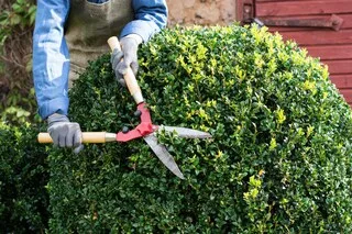 C’EST LA RENTRÉE AU JARDIN : NETTOYER, TAILLER… VOICI CE QU’IL FAUT ABSOLUMENT FAIRE SI VOUS N’AVEZ PAS JARDINÉ DE L’ÉTÉ
