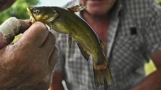 « IL Y EN A DE PLUS EN PLUS ET PARTOUT » : UNE PREMIÈRE PÊCHE AU POISSON-CHAT ORGANISÉE DANS CE PLAN D’EAU