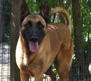 POUR CE CROISÉ MALINOIS ARRIVÉ AU REFUGE IL Y A DEUX ANS, LE TEMPS PARAÎT LONG DANS SON BOX