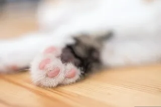 PLUS DE 70 CHATS SECOURUS DANS UN APPARTEMENT À PARIS, DES CHATONS MORTS RETROUVÉS DANS LE CONGÉLATEUR