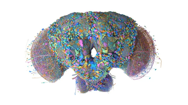 COMMENT LE CERVEAU VIRTUEL D’UNE MOUCHE S’EST EMPARÉ DES RÉSEAUX SOCIAUX