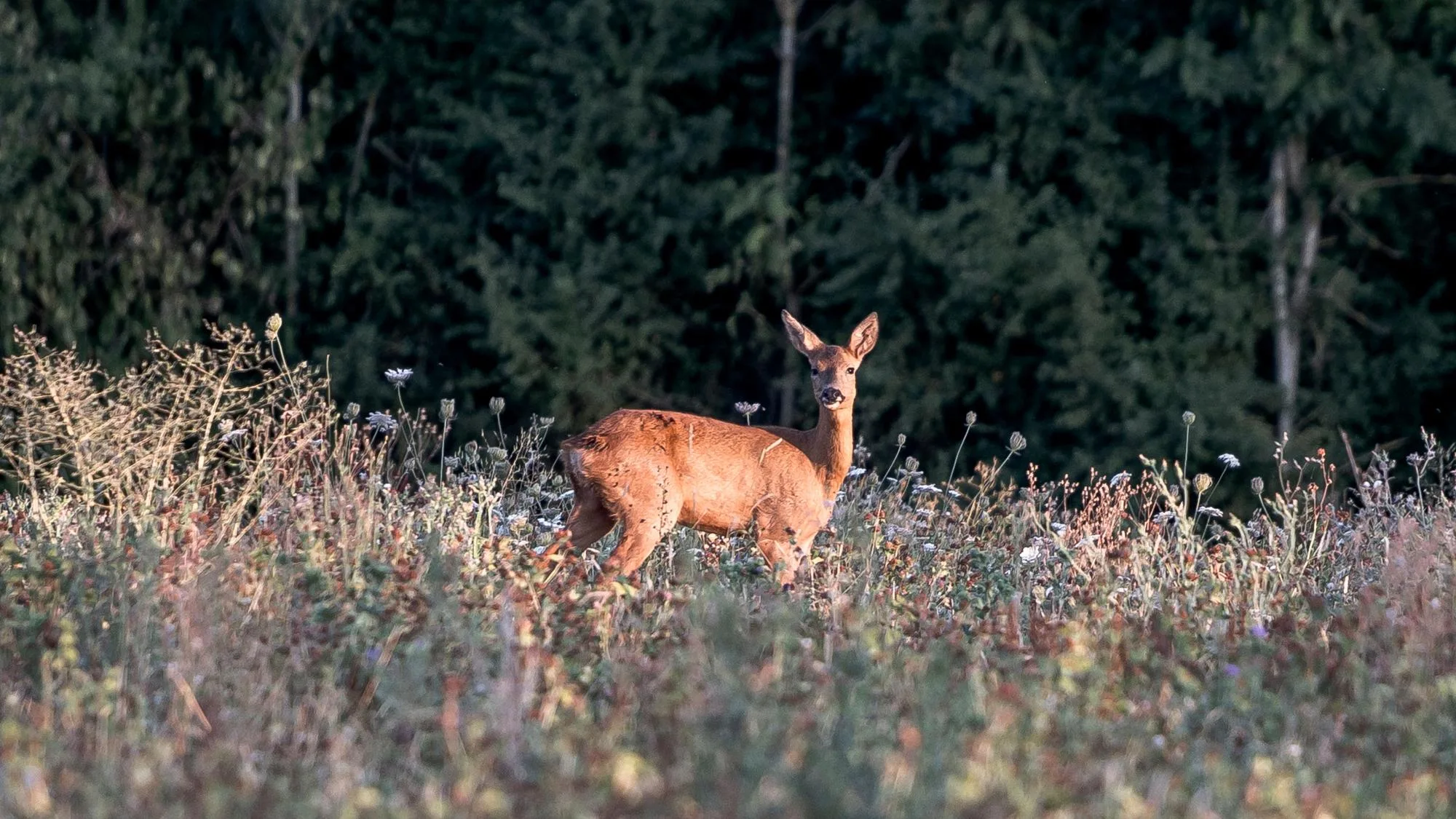APRÈS LES FEUX, LES ANIMAUX SAUVAGES ONT-ILS EU ASSEZ DE RÉPIT AVANT L’OUVERTURE DE LA CHASSE ?